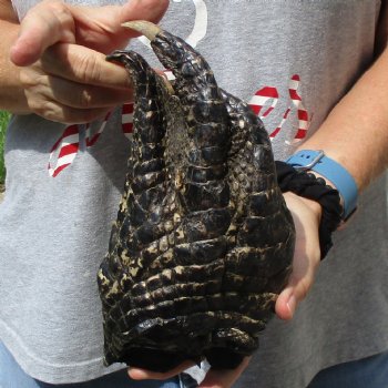 Huge 9" Preserved Alligator Foot - $30