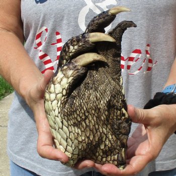 Huge 9" Preserved Alligator Foot - $30