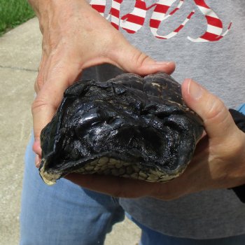 Huge 9" Preserved Alligator Foot - $30