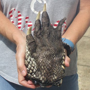 Huge 10" Preserved Alligator Foot - $35