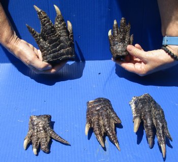 5 Preserved Alligator Feet, 5" to 7" - $30