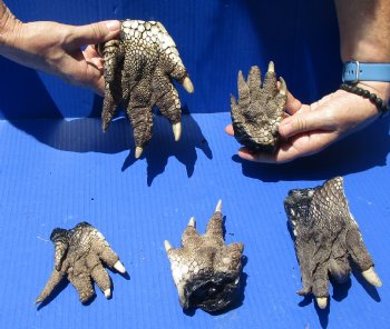 5 Preserved Alligator Feet, 5" to 7" - $30