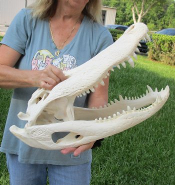 Authentic 21" Florida Alligator Skull For Sale for $295