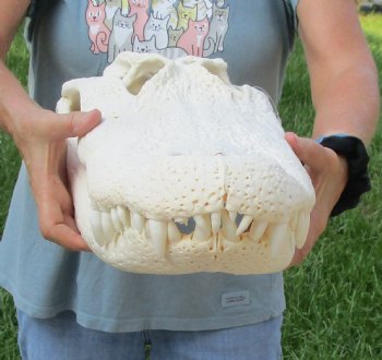 Authentic 21" Florida Alligator Skull For Sale for $295