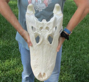 Authentic 21" Florida Alligator Skull For Sale for $295