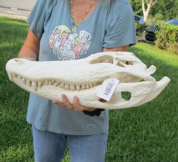 Authentic 21" Florida Alligator Skull For Sale for $295