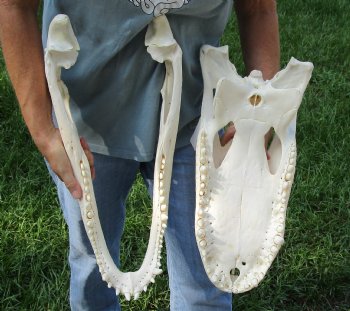 Authentic 21" Florida Alligator Skull For Sale for $295