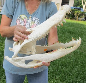 Buy this 19" Florida Alligator Skull for $215