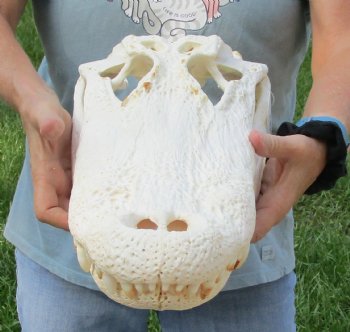 Buy this 19" Florida Alligator Skull for $215