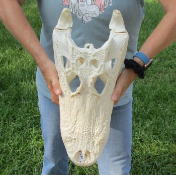 Buy this 19" Florida Alligator Skull for $215