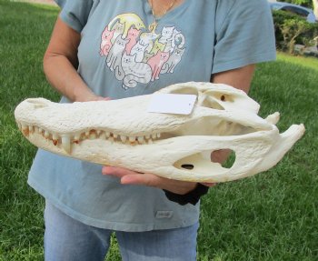 Buy this 19" Florida Alligator Skull for $215