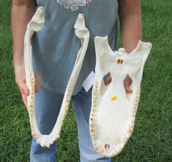 Buy this 19" Florida Alligator Skull for $215