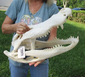 Buy this 20-1/2" Florida Alligator Skull for $245