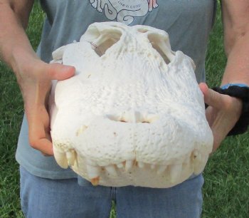 Buy this 20-1/2" Florida Alligator Skull for $245