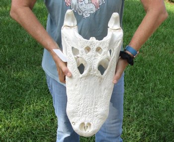 Buy this 20-1/2" Florida Alligator Skull for $245