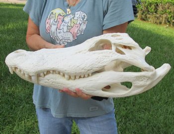 Buy this 20-1/2" Florida Alligator Skull for $245