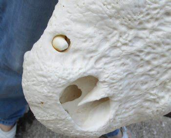 Buy this 20-1/2" Florida Alligator Skull for $245