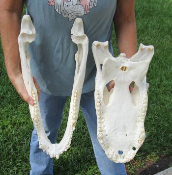 Buy this 20-1/2" Florida Alligator Skull for $245