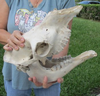 Small C-Grade Craft Camel Skull 14" - Buy Now for $70