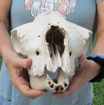 Small C-Grade Craft Camel Skull 14" - Buy Now for $70