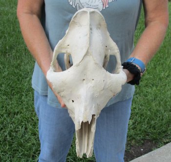 Small C-Grade Craft Camel Skull 14" - Buy Now for $70