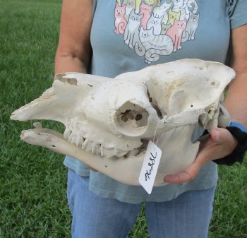 Small C-Grade Craft Camel Skull 14" - Buy Now for $70