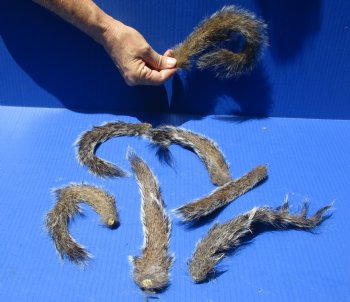 7 Preserved Squirrel Tails - $10