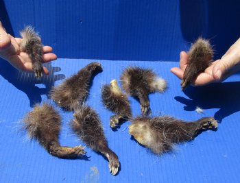 8 Preserved Opossum Legs - <font color=red>Special Price $15</font>