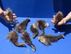 8 Preserved Opossum Legs - <font color=red>Special Price $15</font>