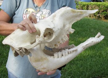 17" C-Grade Camel Skull - Buy Now for $95