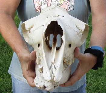 17" C-Grade Camel Skull - Buy Now for $95