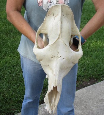 17" C-Grade Camel Skull - Buy Now for $95