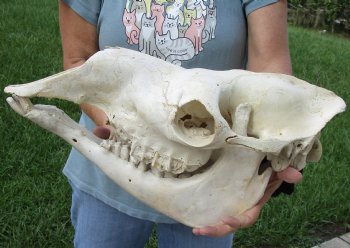 17" C-Grade Camel Skull - Buy Now for $95