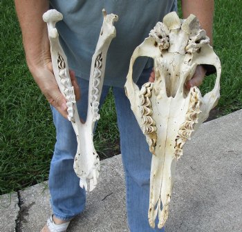 17" C-Grade Camel Skull - Buy Now for $95