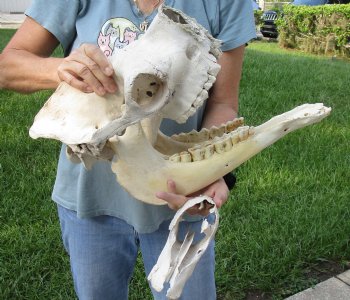 19" C-Grade Camel Skull - Buy Now this discounted skull for $75