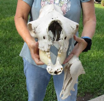 19" C-Grade Camel Skull - Buy Now this discounted skull for $75