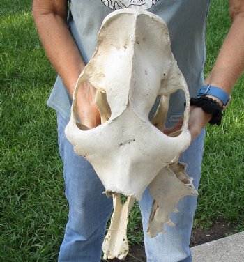 19" C-Grade Camel Skull - Buy Now this discounted skull for $75