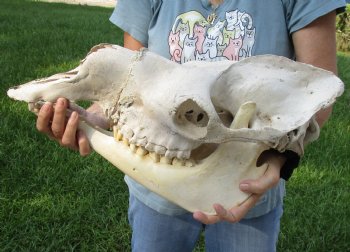 19" C-Grade Camel Skull - Buy Now this discounted skull for $75