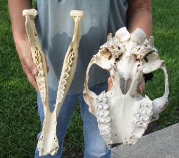 19" C-Grade Camel Skull - Buy Now this discounted skull for $75