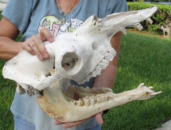 Buy now this 18" C-Grade Camel Skull for $95