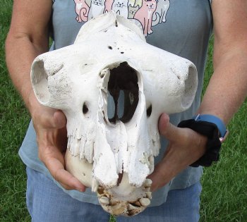 Buy now this 18" C-Grade Camel Skull for $95