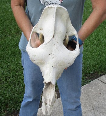 Buy now this 18" C-Grade Camel Skull for $95