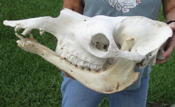 Buy now this 18" C-Grade Camel Skull for $95