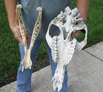 Buy now this 18" C-Grade Camel Skull for $95