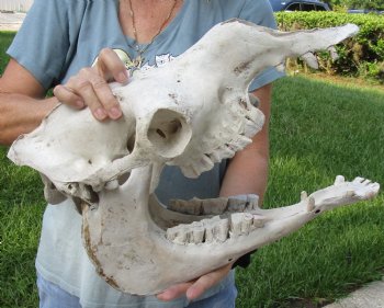 17" Camel Skull - $125