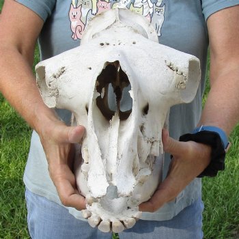 17" Camel Skull - $125