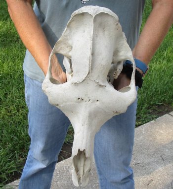 17" Camel Skull - $125