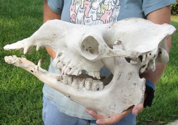 17" Camel Skull - $125