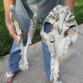 17" Camel Skull - $125