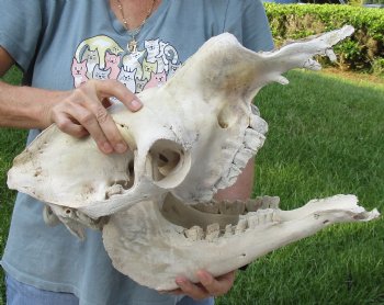 C-Grade 17" Camel Skull - $95